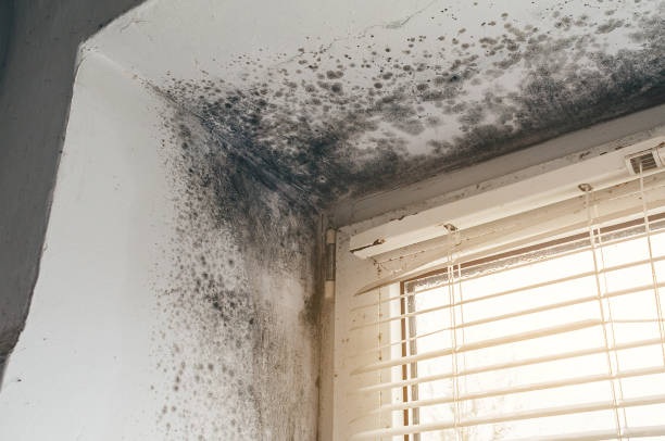 Affordable Basement Mold Removal solutions in Hastings, MI