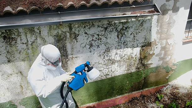 Top rated local Basement Mold Removal specialists in Hastings, MI
